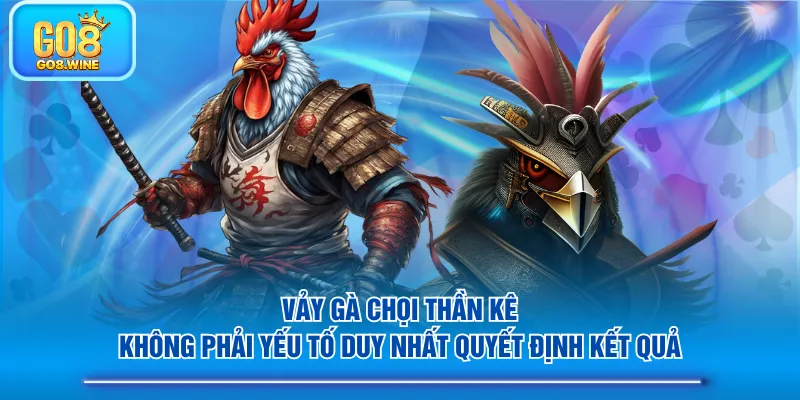 Vảy gà chọi thần kê không phải yếu tố duy nhất quyết định kết quả